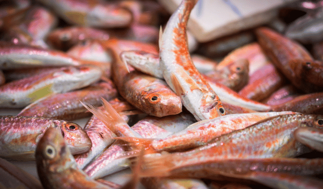 Fedagripesca, con proposta Fao a rischio pesca delle specie ittiche più amate