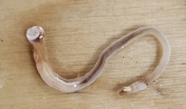 Il prossimo superfood? Le vongole nude