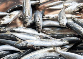 Il ruolo dell’acquacoltura e della pesca per la sicurezza alimentare globale