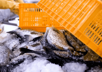 Indipendenza dai prodotti ittici possibile per gli USA