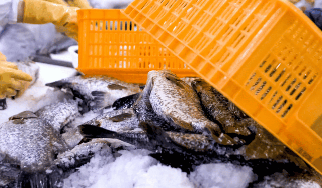 Indipendenza dai prodotti ittici possibile per gli USA