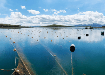 La collaborazione migliora il settore delle alghe in Europa