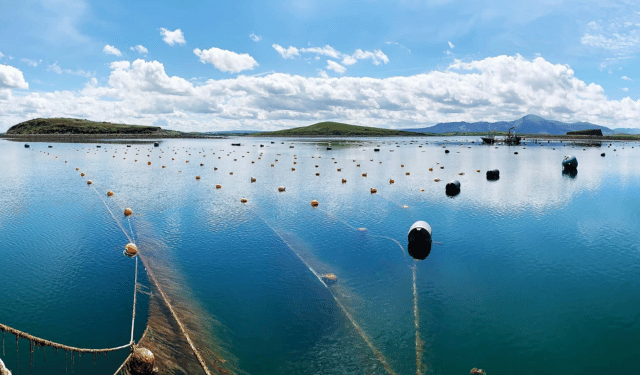 La collaborazione migliora il settore delle alghe in Europa