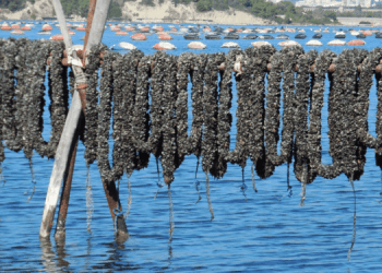 Mitilicoltura Taranto, prorogate le misure sanitarie straordinarie