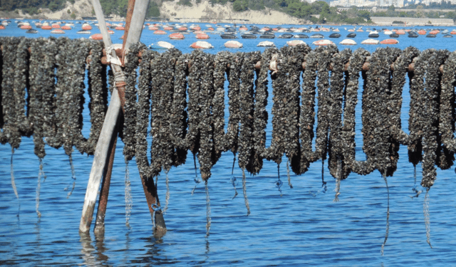 Mitilicoltura Taranto, prorogate le misure sanitarie straordinarie