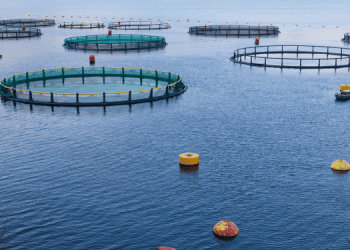 Serve il sostegno politico per superare le sfide dell’acquacoltura in UE