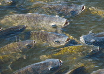 Acquacoltura in Perù: nuove opportunità con la tilapia