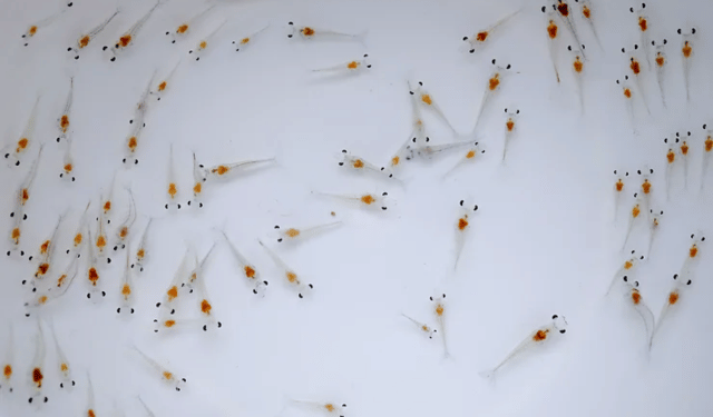 Allevamento di gamberi avanzato con la gestione del sovraffollamento