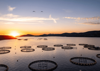 Aquaculture Stewardship Council (ASC) sviluppa il suo impegno in Italia