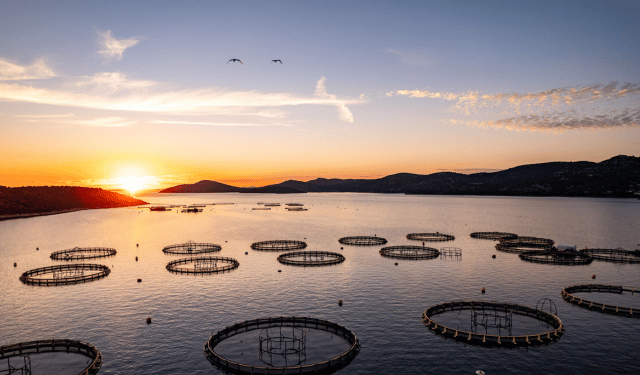 Aquaculture Stewardship Council (ASC) sviluppa il suo impegno in Italia