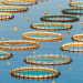 CGPM. A dicembre in Grecia riflettori sull'acquacoltura
