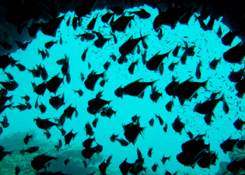 Potenziale dei pesci di profondità per mangimi e farmaceutica