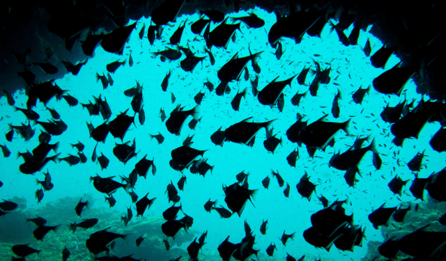 Potenziale dei pesci di profondità per mangimi e farmaceutica