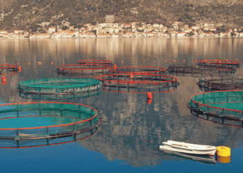 C'è una dipendenza nascosta dell'acquacoltura dal pesce selvatico