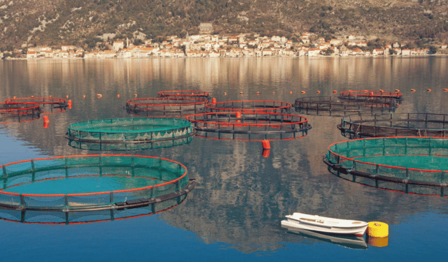 C'è una dipendenza nascosta dell'acquacoltura dal pesce selvatico