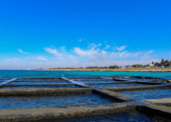 Mitilicoltura: danni milionari e sfide per il settore in Puglia