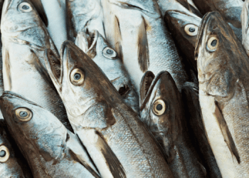 Tendenze globali nel mercato del pesce bianco