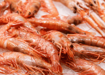 Luglio segna un record per l'importazione di gamberi in UE