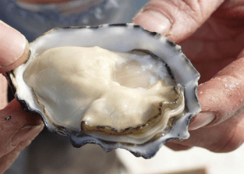 AMA prende posizione sull'aliquota IVA delle ostriche al 22%