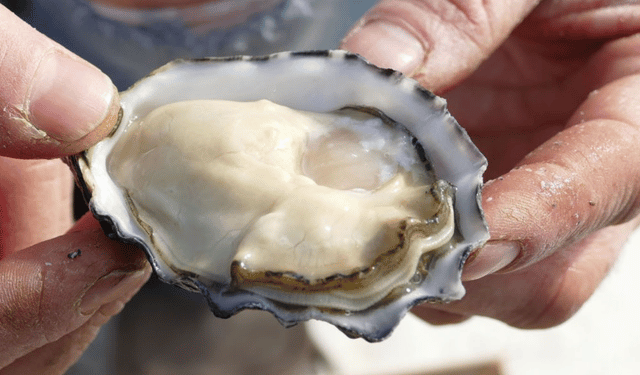 AMA prende posizione sull'aliquota IVA delle ostriche al 22%