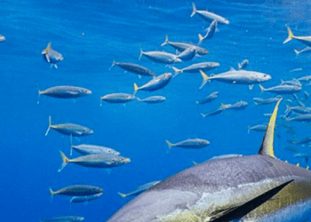 Accordo storico per la gestione sostenibile dei tonni tropicali