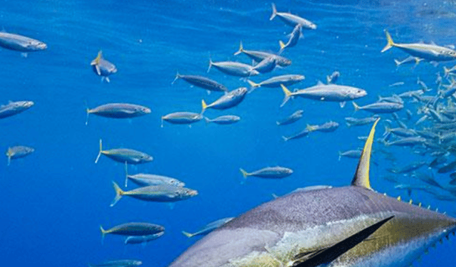 Accordo storico per la gestione sostenibile dei tonni tropicali
