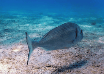 Acquacoltura e pesca nel Mediterraneo: un equilibrio fragile