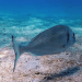 Acquacoltura e pesca nel Mediterraneo: un equilibrio fragile