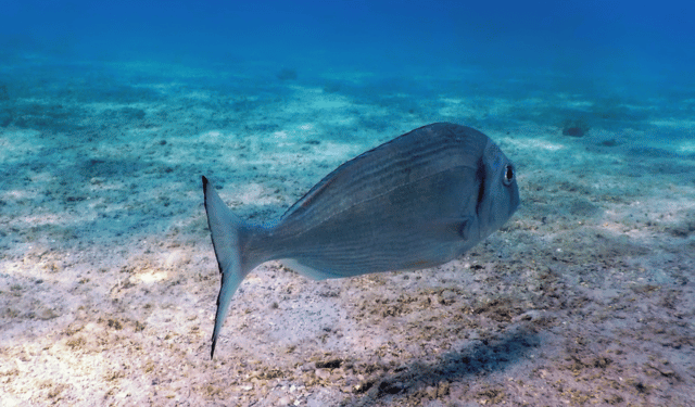 Acquacoltura e pesca nel Mediterraneo: un equilibrio fragile