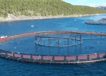 Acquacoltura. Innovativa barriera elettrica contro le meduse