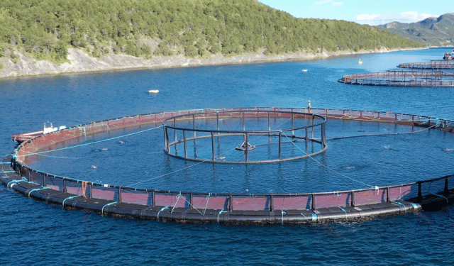 Acquacoltura. Innovativa barriera elettrica contro le meduse