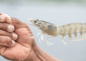 Adisseo, BIOLAN e Cargill confluiscono in Sustainable Shrimp Partnership