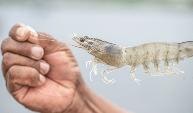 Adisseo, BIOLAN e Cargill confluiscono in Sustainable Shrimp Partnership