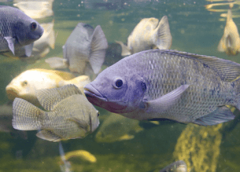 Benessere della tilapia: partnership FAI e Università del Cairo