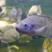 Benessere della tilapia: partnership FAI e Università del Cairo