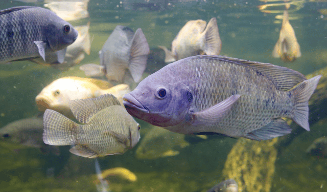 Benessere della tilapia: partnership FAI e Università del Cairo