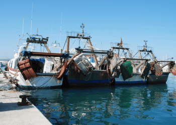 Flotta peschereccia UE: crescita economica e sostenibilità 