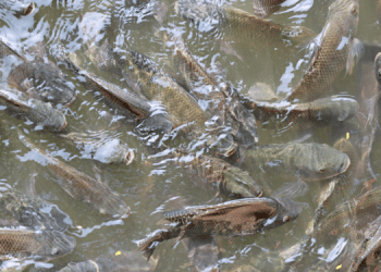 La tilapia africana guida la crescita dell'acquacoltura mondiale