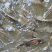 La tilapia africana guida la crescita dell'acquacoltura mondiale