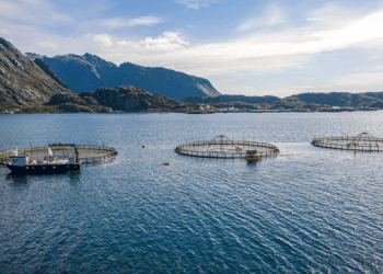 L’allevamento del salmone verso una crescita del 27% entro il 2030