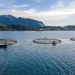 L’allevamento del salmone verso una crescita del 27% entro il 2030