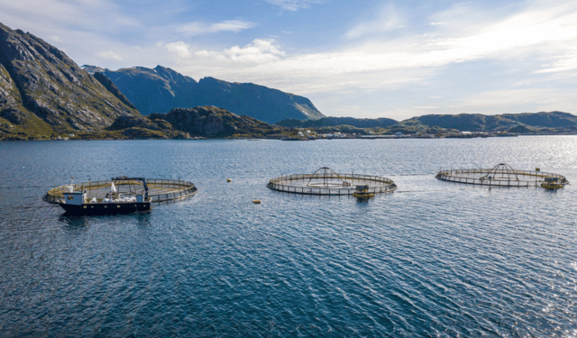 L’allevamento del salmone verso una crescita del 27% entro il 2030