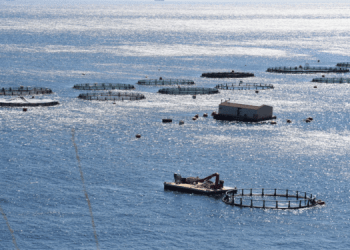 Nuovo codice di buone pratiche per il benessere dei pesci in acquacoltura