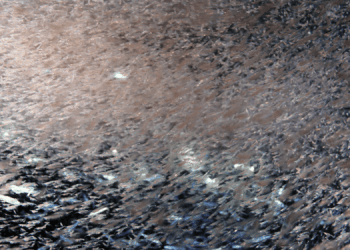 Plancton a rischio. È allarme per oceani e pesca