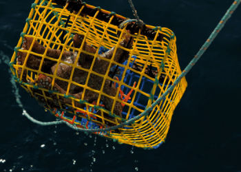 Uno studio IEO conferma l'alta selettività della pesca del polpo con nasse