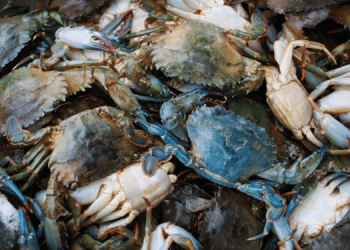 Emilia-Romagna. 1 milione di euro per smaltimento granchio blu