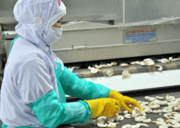 In UE crescono le importazioni di gamberi vietnamiti