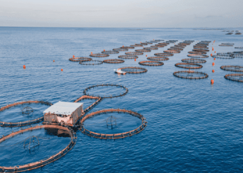 L’AI rivoluziona l’acquacoltura con un’app che conta i pesci in tempo reale