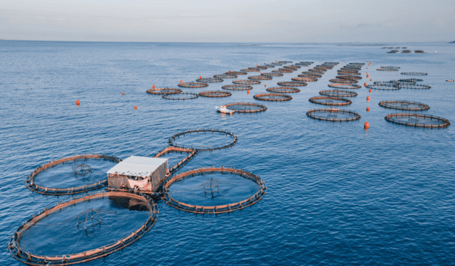 L’AI rivoluziona l’acquacoltura con un’app che conta i pesci in tempo reale