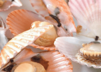 Le capesante vietnamite alla conquista di nuovi mercati